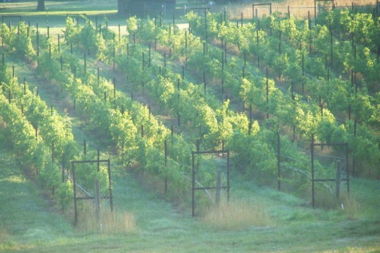 Our Approach - Hanover Park Vineyard